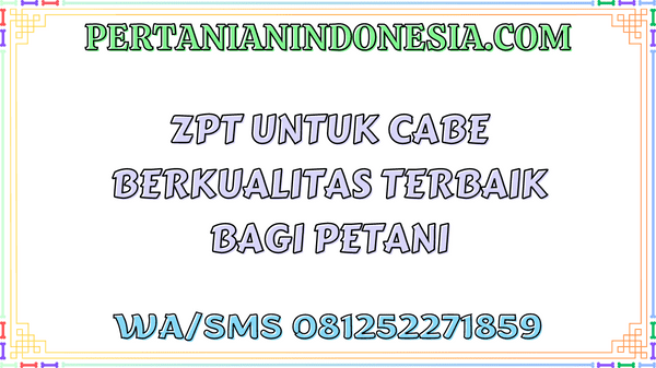 ZPT Untuk Cabe Berkualitas Terbaik Bagi Petani
